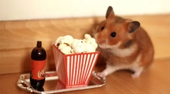 Ce delicatese pot fi date hamster